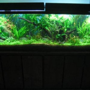 125g_planted_discus__02_apr_06_005__Custom_.jpg