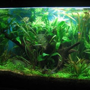 125g_planted_discus__02_apr_06_035__Custom_.jpg