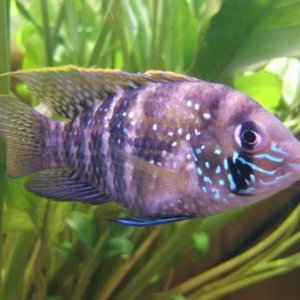 blue_acara_2.jpg