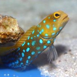 bluespotjawfish.jpg