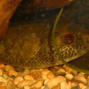 Red_Eyed_Puffer6.JPG