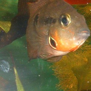 Fire_mouth_Cichlid.JPG