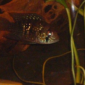 cichlid.JPG