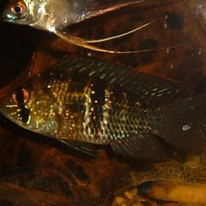 Cichlid1.JPG