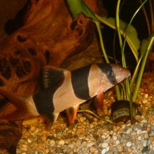 Clown_Loach2.JPG