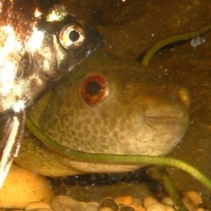 Red_Eyed_Puffer5.JPG