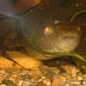 Red_Eyed_Puffer4.JPG