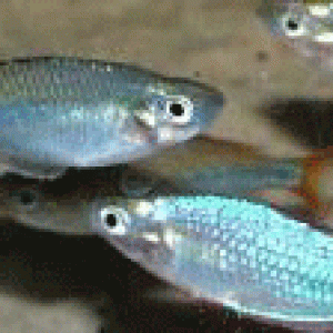 rainbowfish_DwfNeon_Copywri.gif