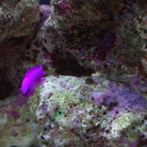 fridmans_dottyback.jpg