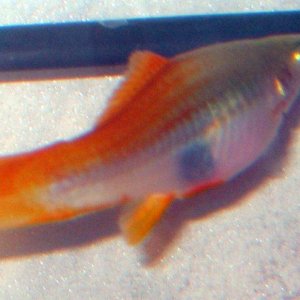 fish2_003.jpg