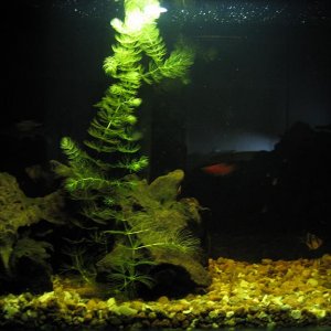 aquarium_004.JPG