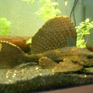 sailfin.jpg