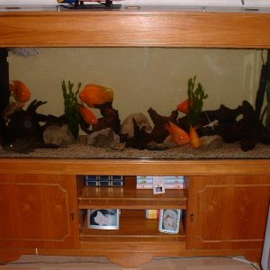 fish_tank_0344.JPG