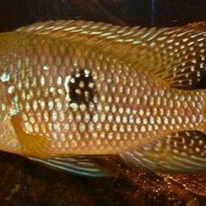 Geophagus_brasiliensis.JPG