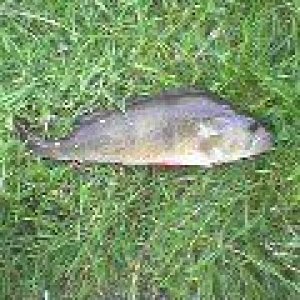 BIG_PERCH_05_pontnewydd.JPG