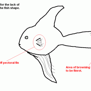 fish_diagram.GIF