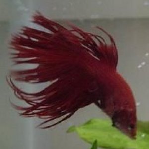 bettafish015dv2.jpg