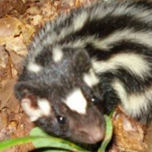 Skunk3.JPG