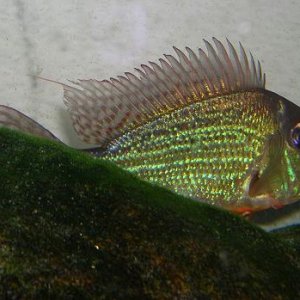 Geophagus1.JPG