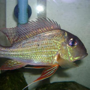 Geophagus.JPG