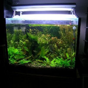 Pictures_of_my_planted_tank_001.jpg