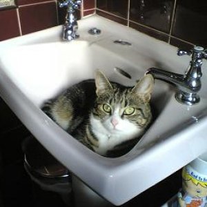 fifi_in_sink.JPG