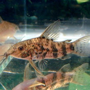 s.macropterus.jpg