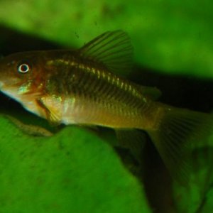 Corydoras_Green_Lazer2.JPG