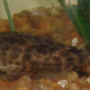 pleco2.jpg