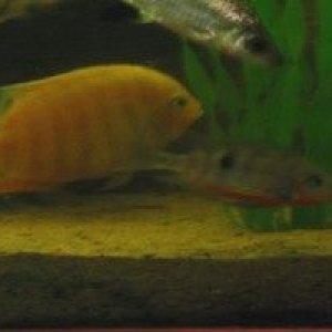 severum___firer_mouth.JPG