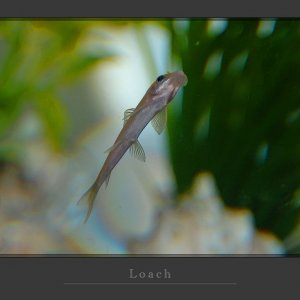 loach.jpg