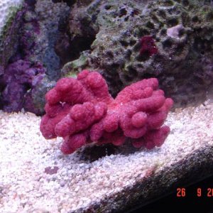 new_corals_012.jpg