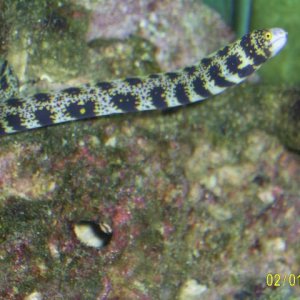 Snowflake_Eel.JPG