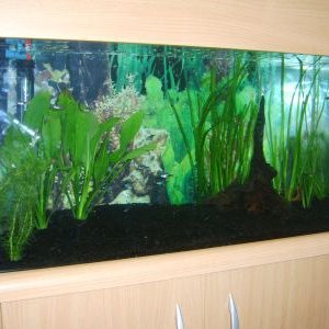 fishtank1.jpg