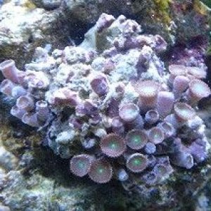 pic57_buttonpolyp.jpg