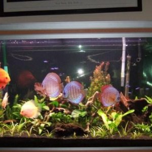 Discus_Tank_08_12_2006.JPG