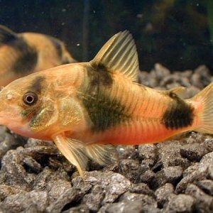 corydoras_725.jpg