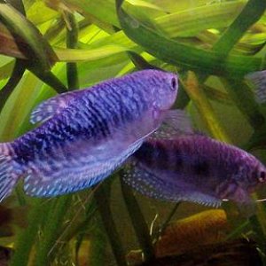 3_gourami.JPG