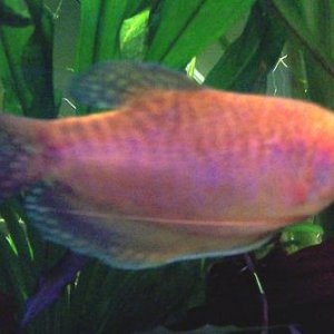 Big_G_gourami.JPG