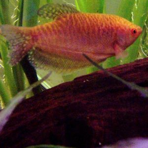 G_Gourami.JPG