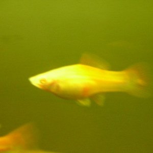 fish_008.jpg