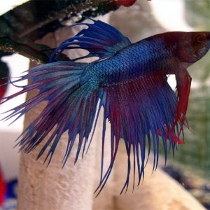 betta1.jpg