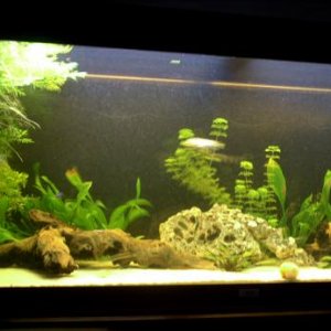 fish_tank_127.jpg