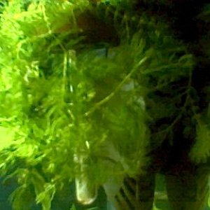 1_15_07_hornwort.jpg