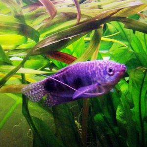 gourami.JPG