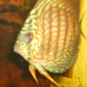 discus_001.jpg