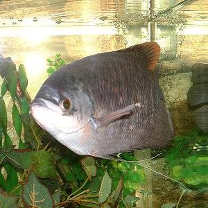 giant_gourami.JPG