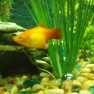 platy2006_Laurens_camera_005.jpg