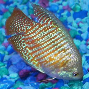 gourami.jpg