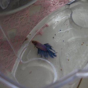 betta.jpg